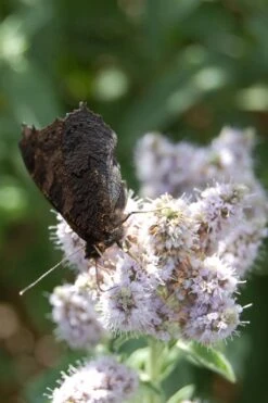 Mojito Mint Plant - 6 Pack Of Pint Pots -FruitTree Store mentha x villosa mojito mint 4