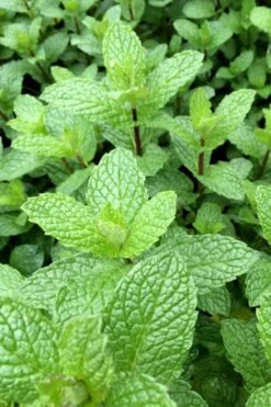 Mojito Mint Plant - 6 Pack Of Pint Pots -FruitTree Store mentha x villosa mojito mint 6