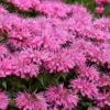 Bubblegum Blast Bee Balm (Monarda) - 1 Gallon Pot