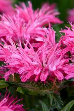 Bubblegum Blast Bee Balm (Monarda) - 1 Gallon Pot -FruitTree Store monarda bubblegum blast pink bee balm 2