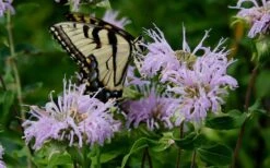 Wild Bergamot Bee Balm (Monarda Fistulosa) - 1 Gallon Pot 14 Wild Bergamot Bee Balm (Monarda Fistulosa) - 1 Gallon Pot -FruitTree Store monarda fistulosa wild bergamont bee balm 11