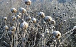 Wild Bergamot Bee Balm (Monarda Fistulosa) - 1 Gallon Pot 16 Wild Bergamot Bee Balm (Monarda Fistulosa) - 1 Gallon Pot -FruitTree Store monarda fistulosa wild bergamont bee balm 15