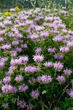 Wild Bergamot Bee Balm (Monarda Fistulosa) - 6 Pack Of 1 Gallon Pots 13 Wild Bergamot Bee Balm (Monarda Fistulosa) - 6 Pack Of 1 Gallon Pots -FruitTree Store monarda fistulosa wild bergamont bee balm 16 1