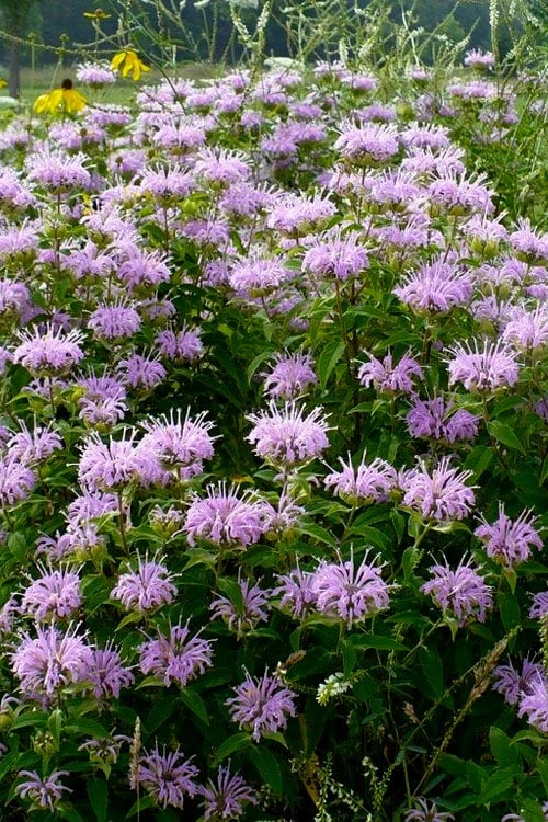 Wild Bergamot Bee Balm (Monarda Fistulosa) - 6 Pack Of 1 Gallon Pots 6 Wild Bergamot Bee Balm (Monarda Fistulosa) - 6 Pack Of 1 Gallon Pots - Image 4