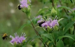 Wild Bergamot Bee Balm (Monarda Fistulosa) - 8 Pack Of 1 Gallon Pots -FruitTree Store monarda fistulosa wild bergamont bee balm 17 2