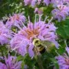 Wild Bergamot Bee Balm (Monarda Fistulosa) - 6 Pack Of 1 Gallon Pots 2 Wild Bergamot Bee Balm (Monarda Fistulosa) - 6 Pack Of 1 Gallon Pots -FruitTree Store monarda fistulosa wild bergamont bee balm 18 1