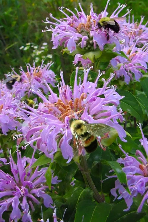 Wild Bergamot Bee Balm (Monarda Fistulosa) - 1 Gallon Pot 3 Wild Bergamot Bee Balm (Monarda Fistulosa) - 1 Gallon Pot