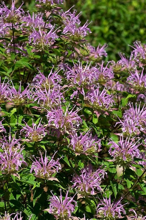 Wild Bergamot Bee Balm (Monarda Fistulosa) - 1 Gallon Pot 10 Wild Bergamot Bee Balm (Monarda Fistulosa) - 1 Gallon Pot - Image 8