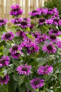 Bee-You Bee Free Bee Balm (Monarda) - 1 Gallon Pot 13 Bee-You Bee Free Bee Balm (Monarda) - 1 Gallon Pot -FruitTree Store monarda hybrid bee free bee balm 1