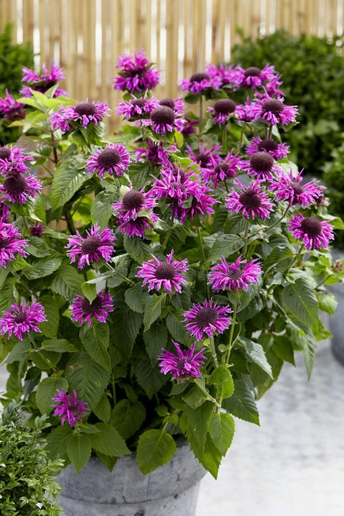 Bee-You Bee Free Bee Balm (Monarda) - 1 Gallon Pot 7 Bee-You Bee Free Bee Balm (Monarda) - 1 Gallon Pot - Image 5