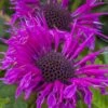 Bee-You Bee Free Bee Balm (Monarda) - 1 Gallon Pot -FruitTree Store monarda hybrid bee free bee balm 8