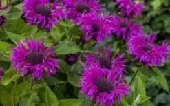 Bee-You Bee Free Bee Balm (Monarda) - 1 Gallon Pot 11 Bee-You Bee Free Bee Balm (Monarda) - 1 Gallon Pot -FruitTree Store monarda hybrid bee free bee balm 9