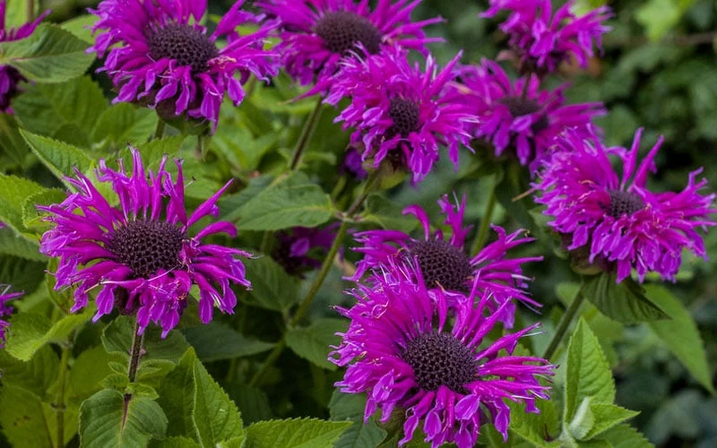 Bee-You Bee Free Bee Balm (Monarda) - 1 Gallon Pot 6 Bee-You Bee Free Bee Balm (Monarda) - 1 Gallon Pot - Image 4