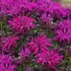 Rockin' Raspberry Bee Balm (Monarda) - 1 Gallon Pot 2 Rockin' Raspberry Bee Balm (Monarda) - 1 Gallon Pot -FruitTree Store monarda sugar buzz rockin raspberry bee balm 1