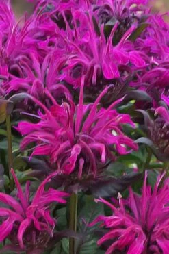 Rockin' Raspberry Bee Balm (Monarda) - 1 Gallon Pot -FruitTree Store monarda sugar buzz rockin raspberry bee balm 20