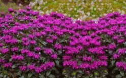 Rockin' Raspberry Bee Balm (Monarda) - 1 Gallon Pot -FruitTree Store monarda sugar buzz rockin raspberry bee balm 21