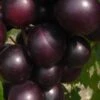 Jumbo Black Muscadine Grape Vine - 1 Gallon Pot 1 Jumbo Black Muscadine Grape Vine - 1 Gallon Pot -FruitTree Store muscadine jumbo 100 1