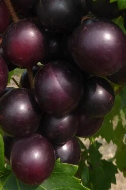 Jumbo Black Muscadine Grape Vine - 6 Pack Of 1 Gallon Pots