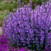 Cats Pajamas Catmint - 1 Gallon Pot -FruitTree Store nepeta cats pajamas catmint 22