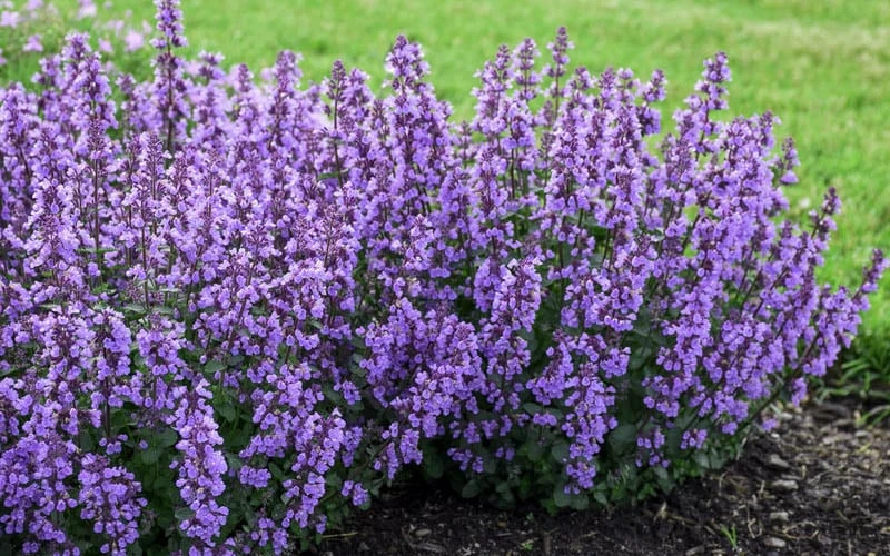 Cats Pajamas Catmint - 1 Gallon Pot 6 Cats Pajamas Catmint - 1 Gallon Pot - Image 4