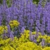 Summer Magic Catmint (Nepeta Grandiflora) - 6 Pack Of 1 Gallon Pots 2 Summer Magic Catmint (Nepeta Grandiflora) - 6 Pack Of 1 Gallon Pots -FruitTree Store nepeta grandiflora summer magic catmint 2