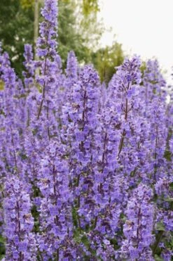 Summer Magic Catmint (Nepeta Grandiflora) - 1 Gallon Pot 12 Summer Magic Catmint (Nepeta Grandiflora) - 1 Gallon Pot -FruitTree Store nepeta grandiflora summer magic catmint 3 1