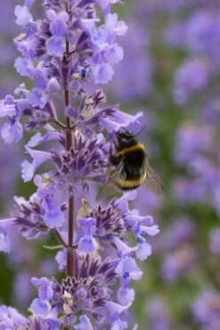 Summer Magic Catmint (Nepeta Grandiflora) - 6 Pack Of 1 Gallon Pots -FruitTree Store nepeta grandiflora summer magic catmint 4