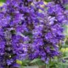 Neptune Catmint (Nepeta) - 1 Gallon Pot -FruitTree Store nepeta neptune catmint 6