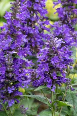 Neptune Catmint (Nepeta) - 1 Gallon Pot