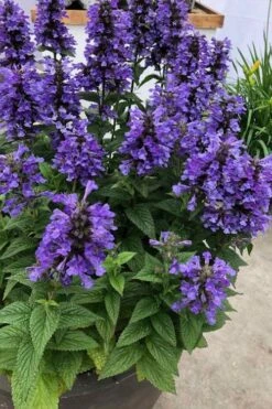 Neptune Catmint (Nepeta) - 1 Gallon Pot -FruitTree Store nepeta neptune catmint 7