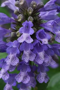Blue Prelude Catmint (Nepeta) - 1 Gallon Pot -FruitTree Store nepeta prelude blue catmint 1