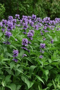 Blue Prelude Catmint (Nepeta) - 1 Gallon Pot -FruitTree Store nepeta prelude blue catmint 3