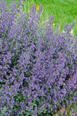 Six Hills Giant Catmint (Nepeta) - 5 Pack Of Quart Pots -FruitTree Store nepeta six hills giant catmint 1
