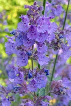Six Hills Giant Catmint (Nepeta) - 5 Pack Of Quart Pots -FruitTree Store nepeta six hills giant catmint 10