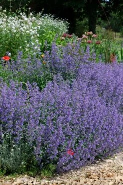 Six Hills Giant Catmint (Nepeta) - 5 Pack Of Quart Pots -FruitTree Store nepeta six hills giant catmint 2