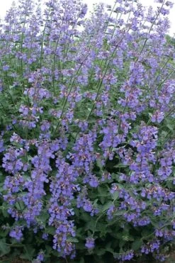 Six Hills Giant Catmint (Nepeta) - 5 Pack Of Quart Pots -FruitTree Store nepeta six hills giant catmint 7
