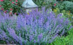 Six Hills Giant Catmint (Nepeta) - 5 Pack Of Quart Pots -FruitTree Store nepeta six hills giant catmint 8
