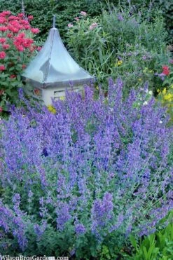 Six Hills Giant Catmint (Nepeta) - 5 Pack Of Quart Pots -FruitTree Store nepeta six hills giant catmint 9