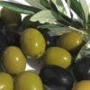 Arbequina Olive Tree - 5 Gallon Pot -FruitTree Store olive arbequina 5 1