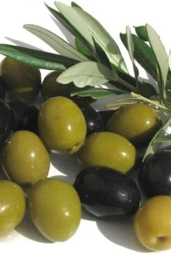 FruitTree Store 15 Arbequina Olive Tree - 7 Gallon Pot (3-4')
