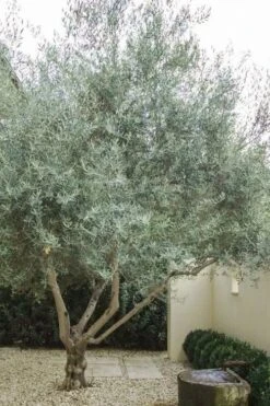 Arbequina Olive Tree - 7 Gallon Pot (5-6') -FruitTree Store olive tree arbequina 4 2