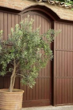 Arbequina Olive Tree - 7 Gallon Pot (4-5') 12 Arbequina Olive Tree - 7 Gallon Pot (4-5') -FruitTree Store olive tree arbequina 6 3