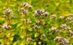 Golden Oregano - 5 Pack Of Pint Pots 13 Golden Oregano - 5 Pack Of Pint Pots -FruitTree Store oregano golden 2 1