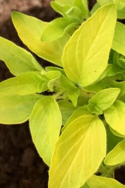 Golden Oregano - 6 Pack Of Pint Pots -FruitTree Store oregano golden 6