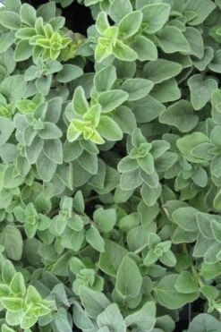 Hot & Spicy Oregano - 6 Pack Of Pint Pots -FruitTree Store oregano hot spicey 700x550 1