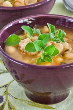 Hot & Spicy Oregano - 6 Pack Of Pint Pots -FruitTree Store oreganum hot and spicy oregano 1