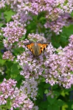 Hot & Spicy Oregano - 6 Pack Of Pint Pots -FruitTree Store oreganum hot and spicy oregano 7