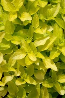 Golden Oregano - 6 Pack Of Pint Pots -FruitTree Store origanum vulgare aurea golden oregano 10