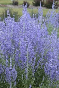 Blue Jean Baby Russian Sage (Perovskia) - 1 Gallon Pot 13 Blue Jean Baby Russian Sage (Perovskia) - 1 Gallon Pot -FruitTree Store perovskia atriplicifolia blue jean baby russian sage 1