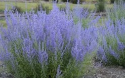 Blue Jean Baby Russian Sage (Perovskia) - 1 Gallon Pot 11 Blue Jean Baby Russian Sage (Perovskia) - 1 Gallon Pot -FruitTree Store perovskia atriplicifolia blue jean baby russian sage 3